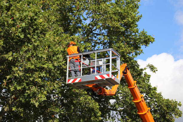 How Our Tree Care Process Works  in  Lake Wales, FL